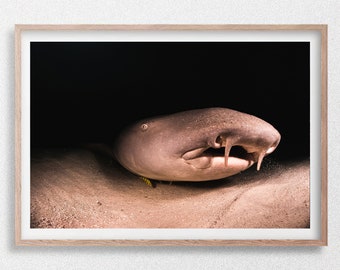 Tiburón nodriza (Peekaboo) con fondo negro. Impresión fotográfica de vida silvestre submarina, Maldivas.