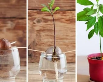 Kit para cultivar aguacates (hágalo usted mismo) – Guía en PDF – Kit fácil para plantas de interior – Idea de regalo – Cultive su propio aguacate