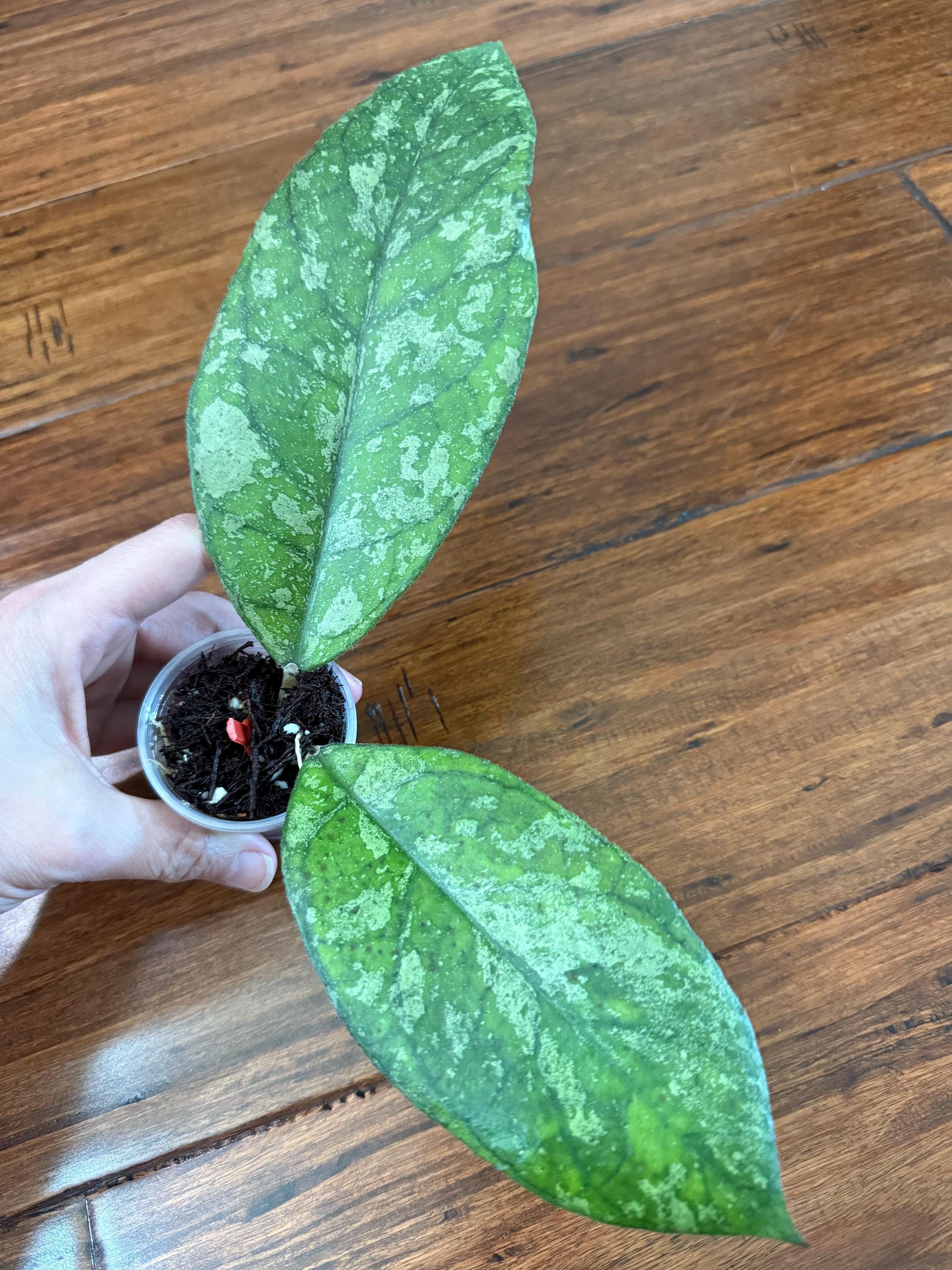 Hoya Clemensiorum Splash - Etsy