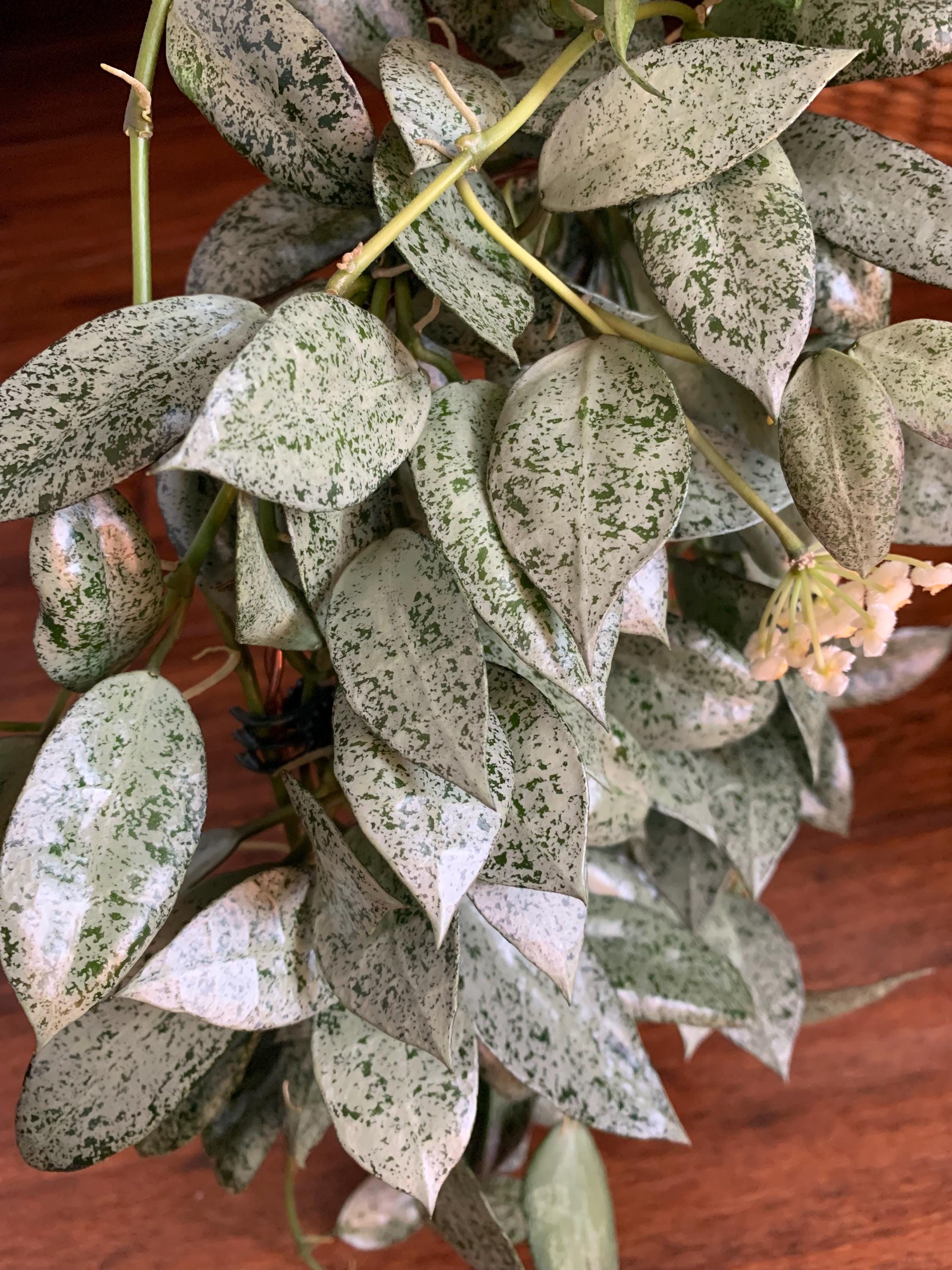 Hoya Lacunosa Moonshine- Unrooted Cuttings - Etsy