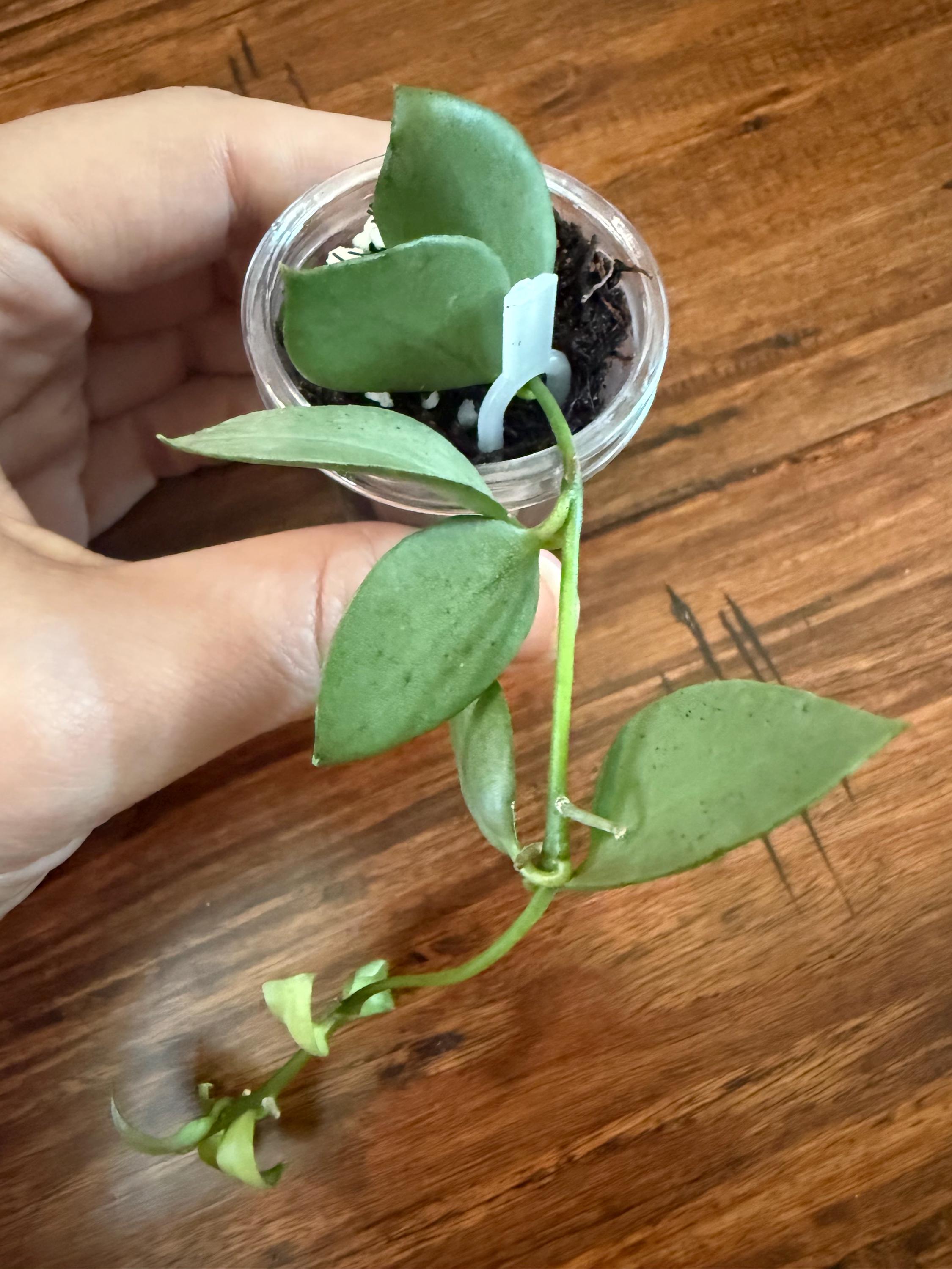 Hoya Lacunosa Orange Skin- Very Rare/rooted Cutting W/new Growth