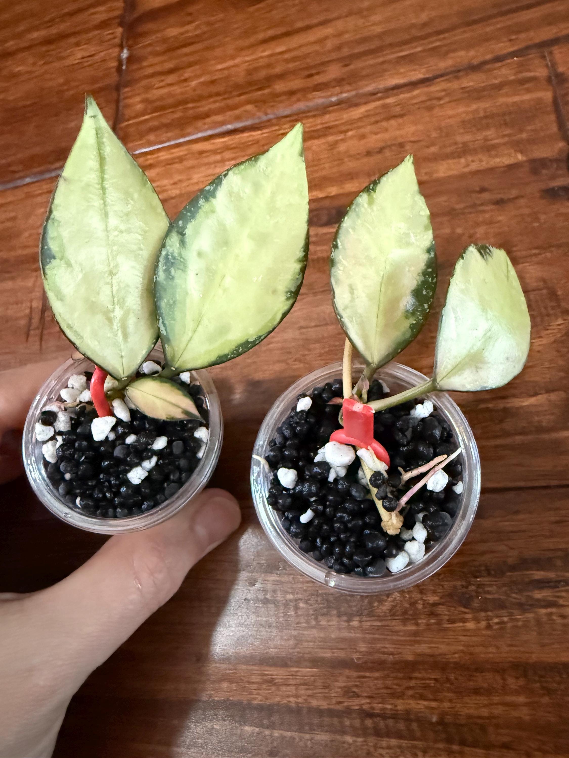 hoya nabawaensis variegated カット苗 hoya nabawaensis variegated カット苗 Hoya nabawanensis (variegated