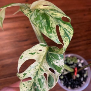 Epipremnum pinnatum Marble- Rooted cutting w/New Growth/Nice variegation