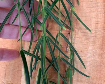 Hoya Linearis cuttings- UNROOTED