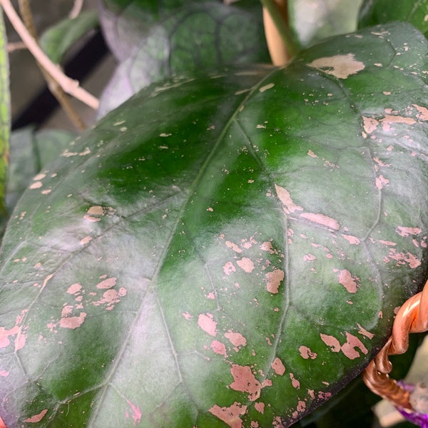 Hoya Priktai-Lightly rooted cutting w/New Growth/Pink splashes in high light