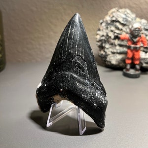 Real Megalodon Shark Tooth, 5&quot; Megalodon Tooth