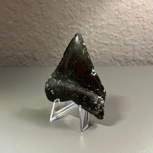 Real Megalodon Shark Tooth, 3 5/8&quot; Megalodon Tooth