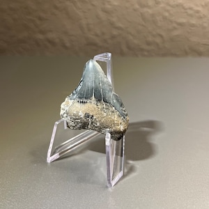 Real Megalodon Shark Tooth, 1 3/4&quot; Megalodon Tooth