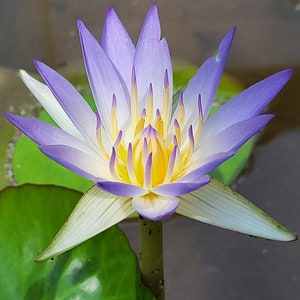 True Nymphaea caerulea (Egyptian Blue Lily) seeds | Open-pollinated | 10 seeds | 2023