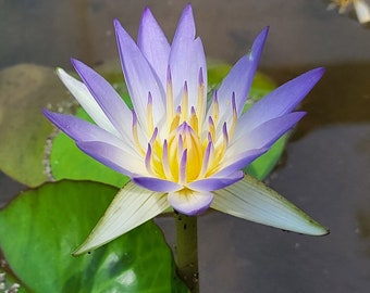 True Nymphaea caerulea (Egyptian Blue Lily) seeds | Open-pollinated | 10 seeds | 2023