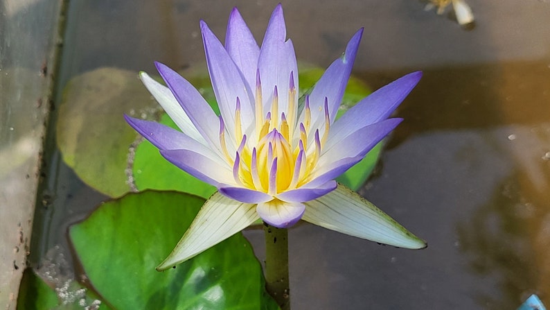 True Nymphaea caerulea Egyptian Blue Lily seeds Open-pollinated 10 seeds 2023 image 1