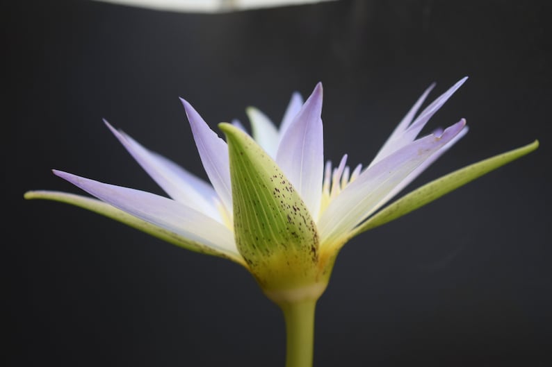 True Nymphaea caerulea Egyptian Blue Lily seeds Open-pollinated 10 seeds 2023 image 5