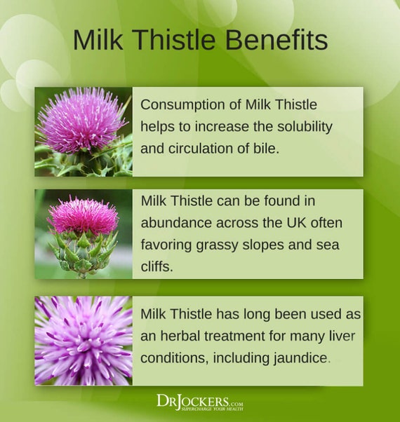 Organic Milk Thistle