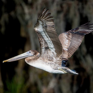 Pelican Canvas