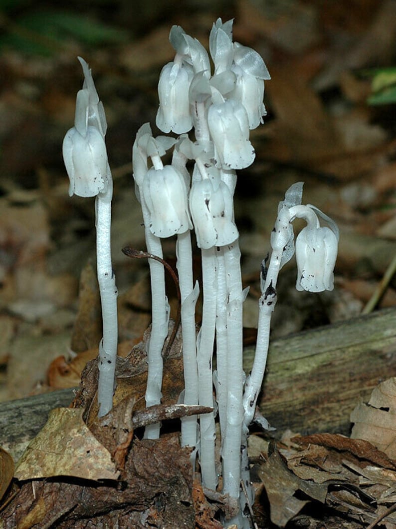 Dried Ghost Pipe Indian Pipe Monotropa Uniflora Etsy