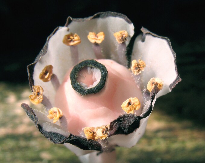 30 SEEDS Ghost Pipe, Indian Pipe, Monotropa Uniflora, Preferred Flower