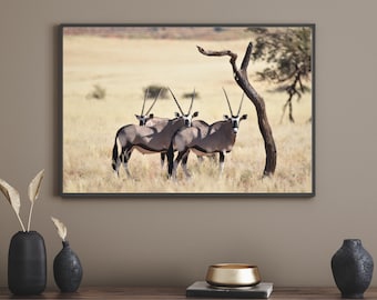 Gemsbok / Oryx Antelope Portrait (Africa Landscape and Animal Photography Digital Printable Wall Art) - Instant Digital Download