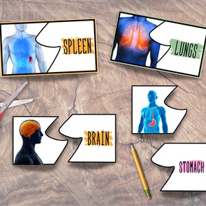 Human Body, Organs 2-Piece Puzzles, Homeschooling Materials, Educative Activity, Anatomy Study, PreK, Kindergarten, Elementary School image 2