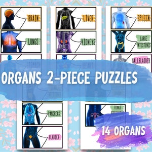Human Body, Organs 2-Piece Puzzles, Homeschooling Materials, Educative Activity, Anatomy Study, PreK, Kindergarten, Elementary School image 1