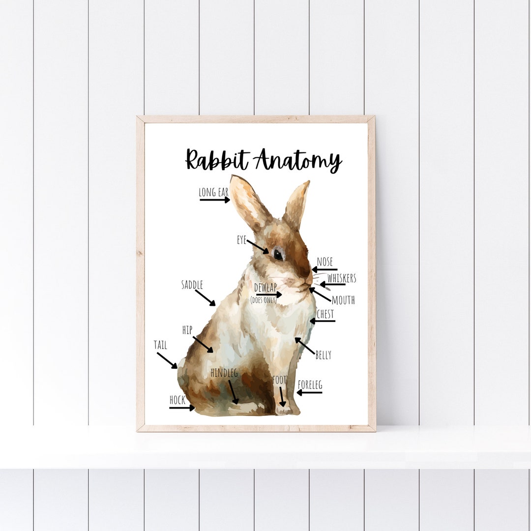 Rabbit Anatomy, Rabbit Poster, Farm School Printable, Nature Study ...