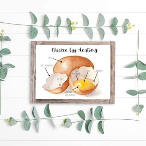 Chicken Egg Anatomy, Homeschool Chicken Unit Study, Homeschool Wall Art, Charlotte Mason, Nature Unit Study, Chicken Printable