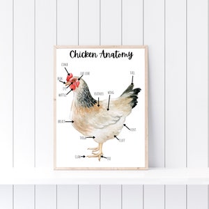 Chicken Anatomy, Chicken Poster, Farm School Printable, Nature Study, Charlotte Mason Learning, Homeschool Printable