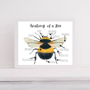 Anatomy of a Bee, Bee Print, Nature Study Printable, Homeschool Print, Bee Poster, Honeybee Decor