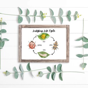 May include: A watercolor illustration of the ladybug life cycle. The illustration shows a ladybug, eggs, larva, and pupa, all on green leaves. The text "Ladybug Life Cycle" is at the top of the illustration.