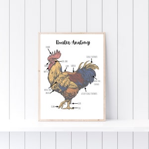 Rooster Anatomy, Rooster Poster, Farm School Printable, Nature Study, Charlotte Mason Learning, Homeschool Printable