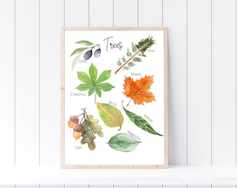 Tree Print, Nature Study, Types of Trees, Homeschool Wall Decor, Educational Print, Nature Print