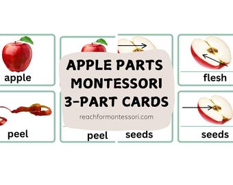 Apple Tree Life Cycle Montessori 3-part Cards Printable - Etsy