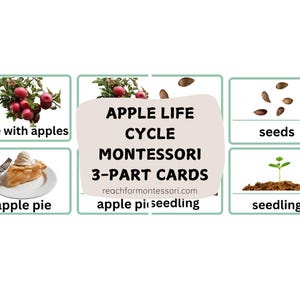 Appelboom levenscyclus Montessori 3-delige kaarten afdrukbaar