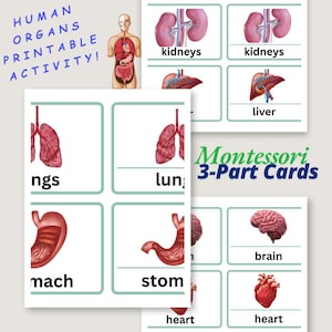 Tarjetas Montessori de 3 partes para imprimir sobre los órganos humanos