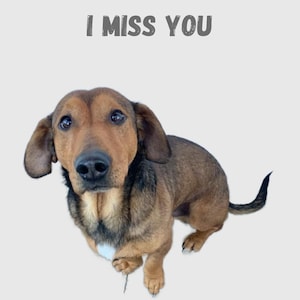 Cartolina digitale del cane con sottotitolo "Mi manchi"