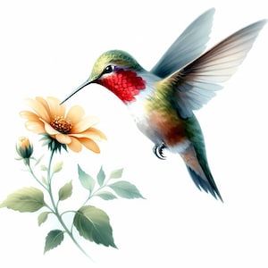 Digital downloadable print of watercolor painting of hummingbird and flower PNG image and JPG file with white background