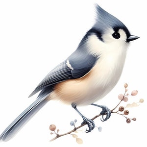 Digital downloadable watercolor style print of tufted titmouse bird PNG image with transparent background, JPG image with white background
