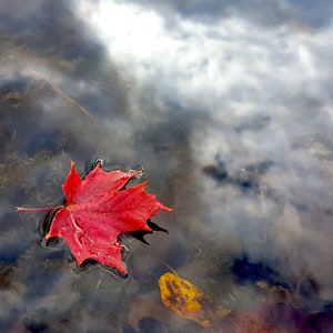 Autumn Leaves in Water , fall leaf , fall colour, digital images download, autumn photo, nature beauty