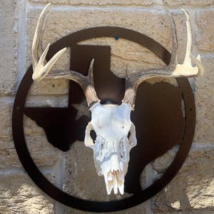 Deer Mount, Texas Euro Mount, Deer hanger
