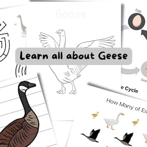 Goose Unit Study | Animal Study for Homeschool Curriculum | Education Resource | Animal Learning | Busy Work