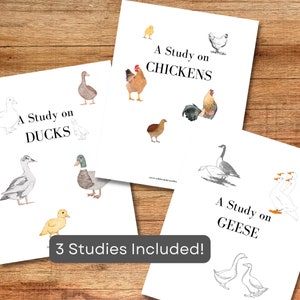 May include: Three printable study guides featuring illustrations of ducks, chickens, and geese. Each guide has the title "A Study on" followed by the name of the bird. The guides are designed for educational purposes.