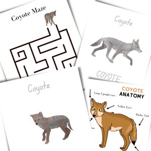 May include: A printable worksheet with a coyote maze, a coyote anatomy diagram, and a coyote tracing activity. The anatomy diagram labels the coyote's large upright ears, yellow eyes, and bushy tail.