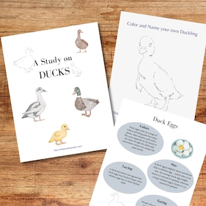 Duck Study Homeschool Printable - Learning Packet - Animal Study - Charlotte Mason