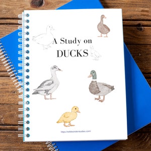 May include: A white notebook with a blue spiral binding. The cover has a title that reads "A Study on DUCKS" and features illustrations of ducks in various colors and poses.
