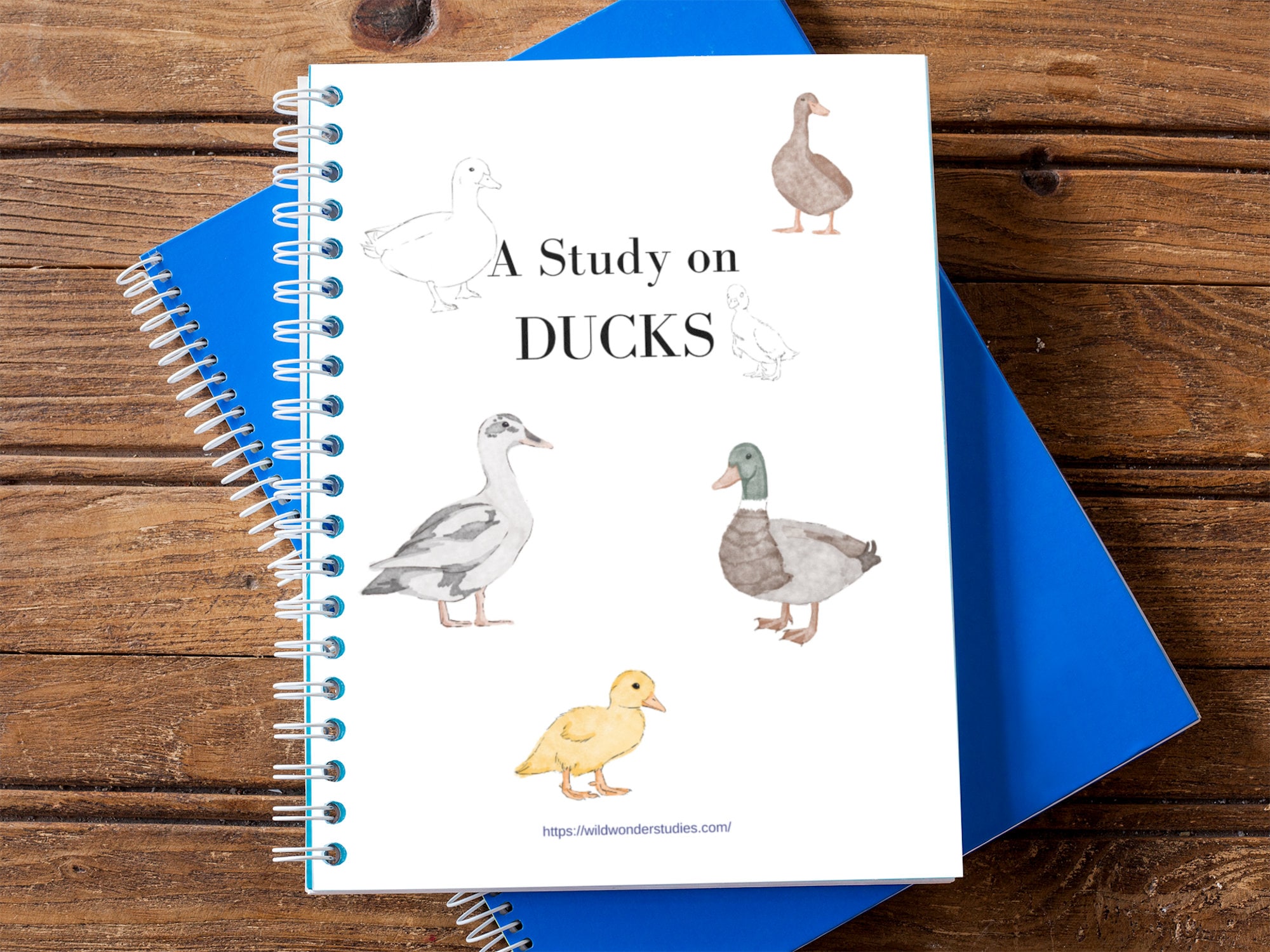 Printed Duck Study - Homeschool Worksheets - Nature Study Charlotte ...