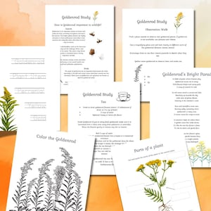 Nature Study, Homeschool printables, Morning Basket Mini Study Goldenrod