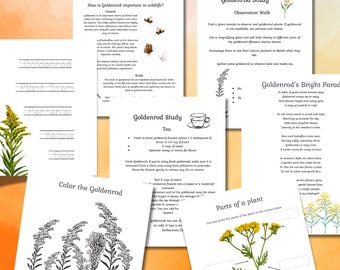 Naturstudie, Hausschule printables, Morgenkorb Ministudie Goldenrod