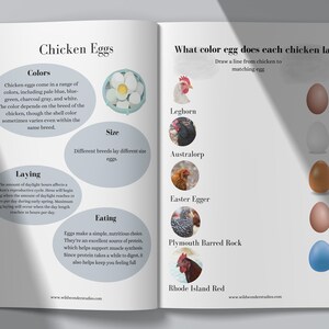 An educational chicken homeschool study printable.  Chicken anatomy.  A little about roosters, charlotte mason inspired.  Chickens eggs, chicken egg colors.  A charlotte mason inspired printable.  Hygge