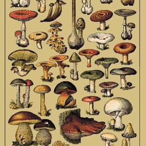 Guess Who Card Downloadable cards - UK Fungi Identification Edition