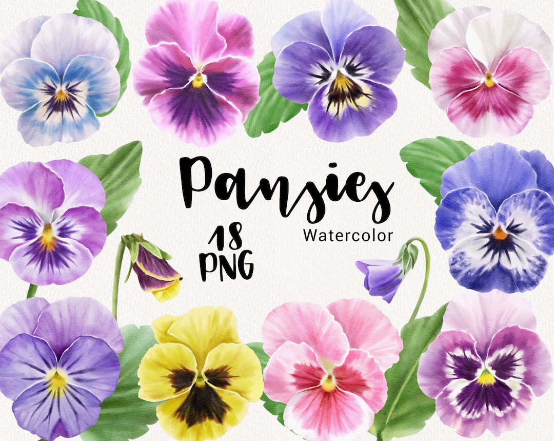 Watercolor Pansy Clipart, Purple Pansies Flower Clip Art, Spring Floral ...