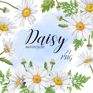 Watercolor Daisy clipart, Chamomile spring flowers, hand painted floral clip art, Wildflower arrangement bouquets, wedding invitations PNG